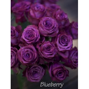 Саженец чайно-гибридной розы Блуберри (Blueberry)