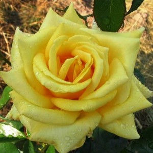 Саженец чайно-гибридной розы Голден Медальон (Golden Medallion)