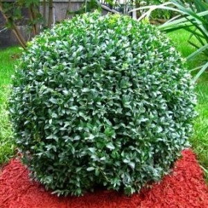 Саженец самшита вечнозелёного Бухус (Buxus)