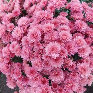 Саженец хризантемы мультифлора Сунд Маджента (Sund Magenta)(Сиреневая )