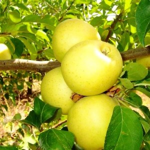 Саженец яблони Голден Делишес (Golden Delicious)